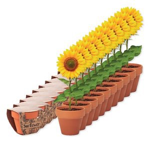 Pack de 10 GiftRetail MO6147 - SUNFLOWER Pot graines de tournesol