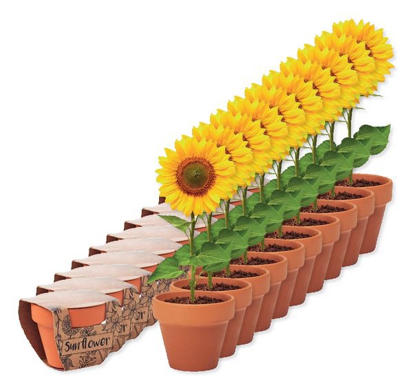 SUNFLOWER Pot graines de tournesol